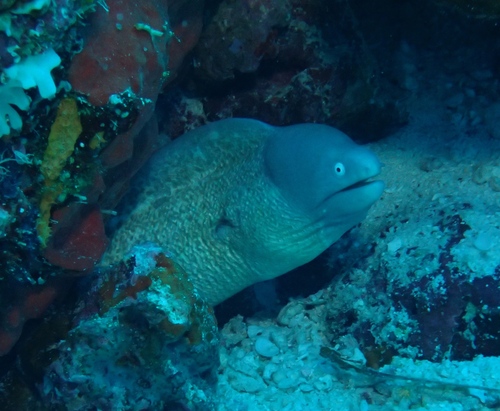Gymnothorax thyrsoideus