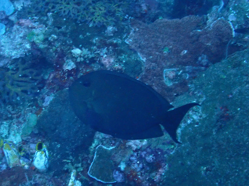 Acanthurus nubilus observed 2024-10-20