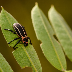 Eudiagogus episcopalis