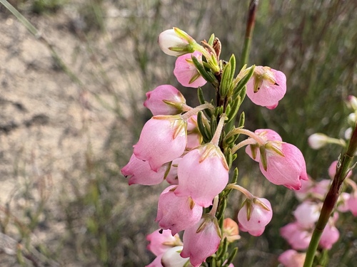 Hangthread Heath (Erica filipendula)