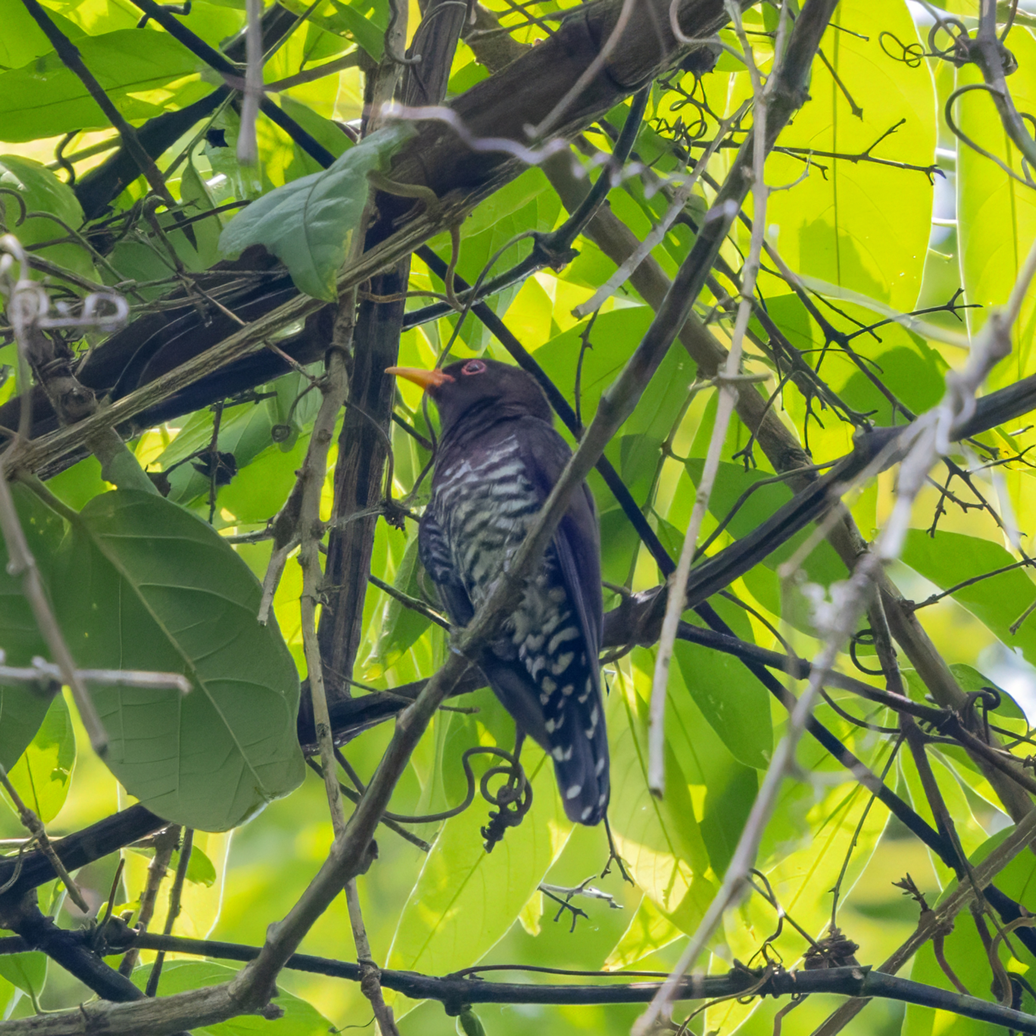 Violet Cuckoo (Chrysococcyx xanthorhynchus), photo 5