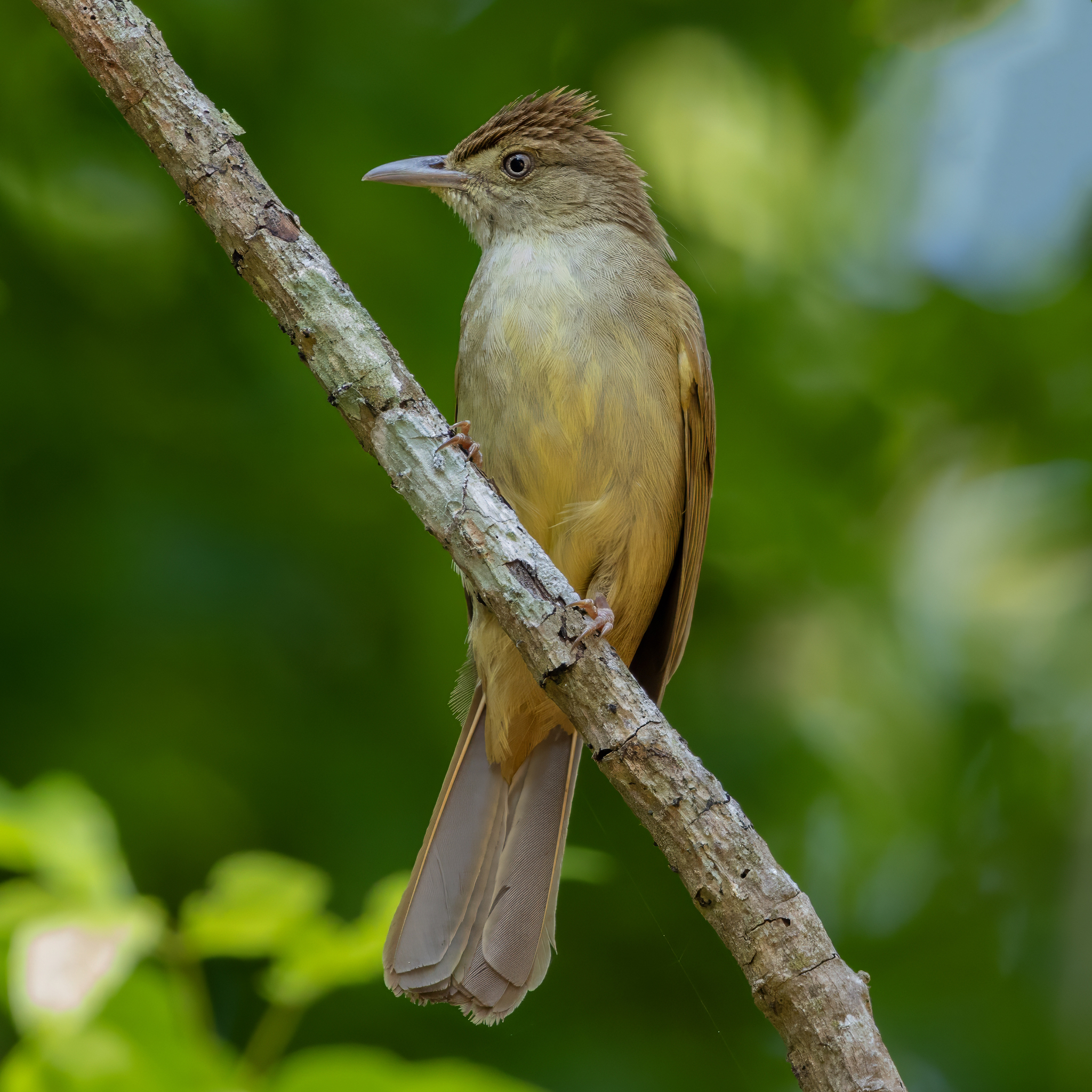 Olive Bulbul (Iole viridescens), photo 5