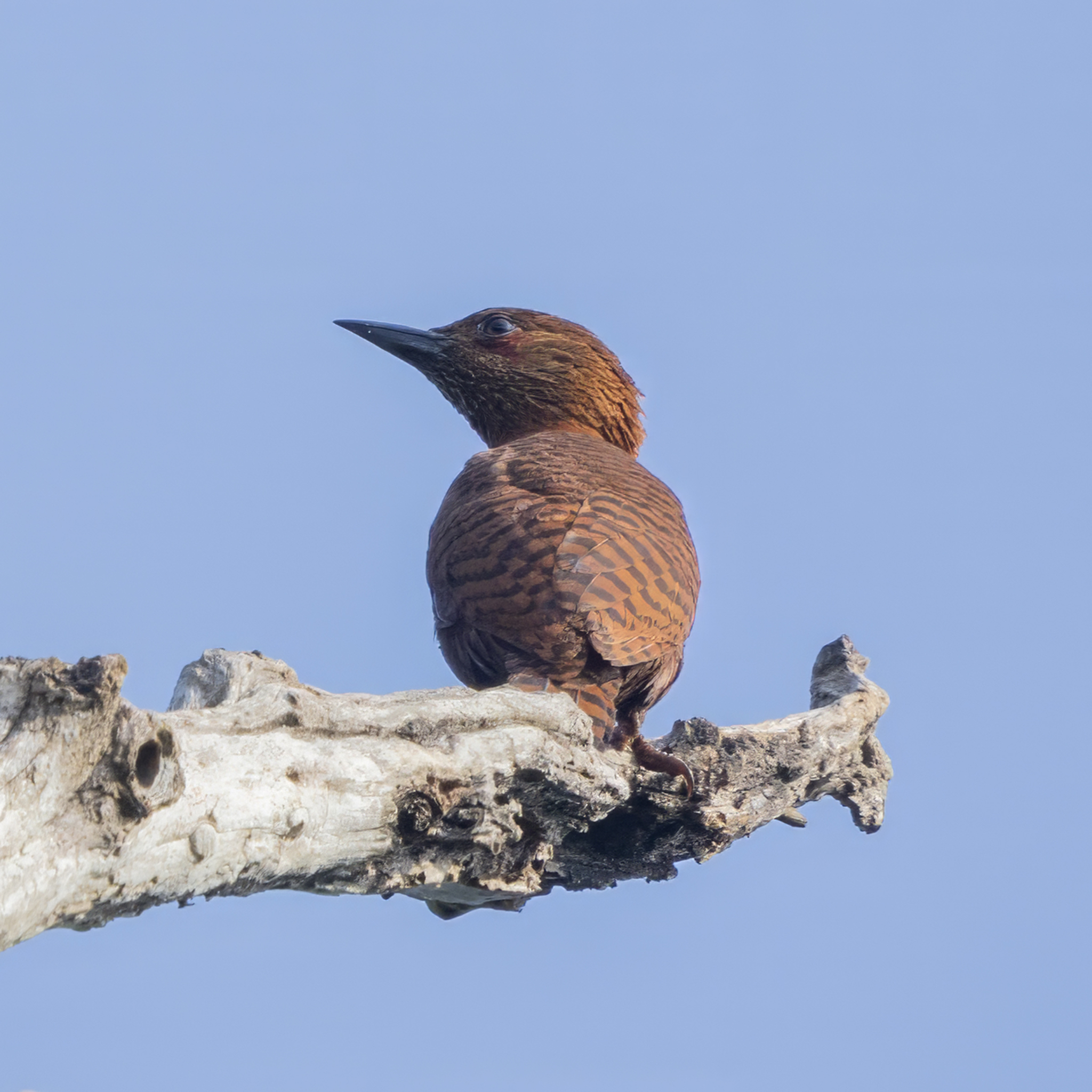 Rufous Woodpecker (Micropternus brachyurus), photo 5
