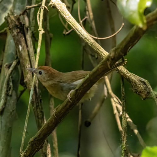 Rufous-fronted Babbler (Cyanoderma rufifrons), photo 9