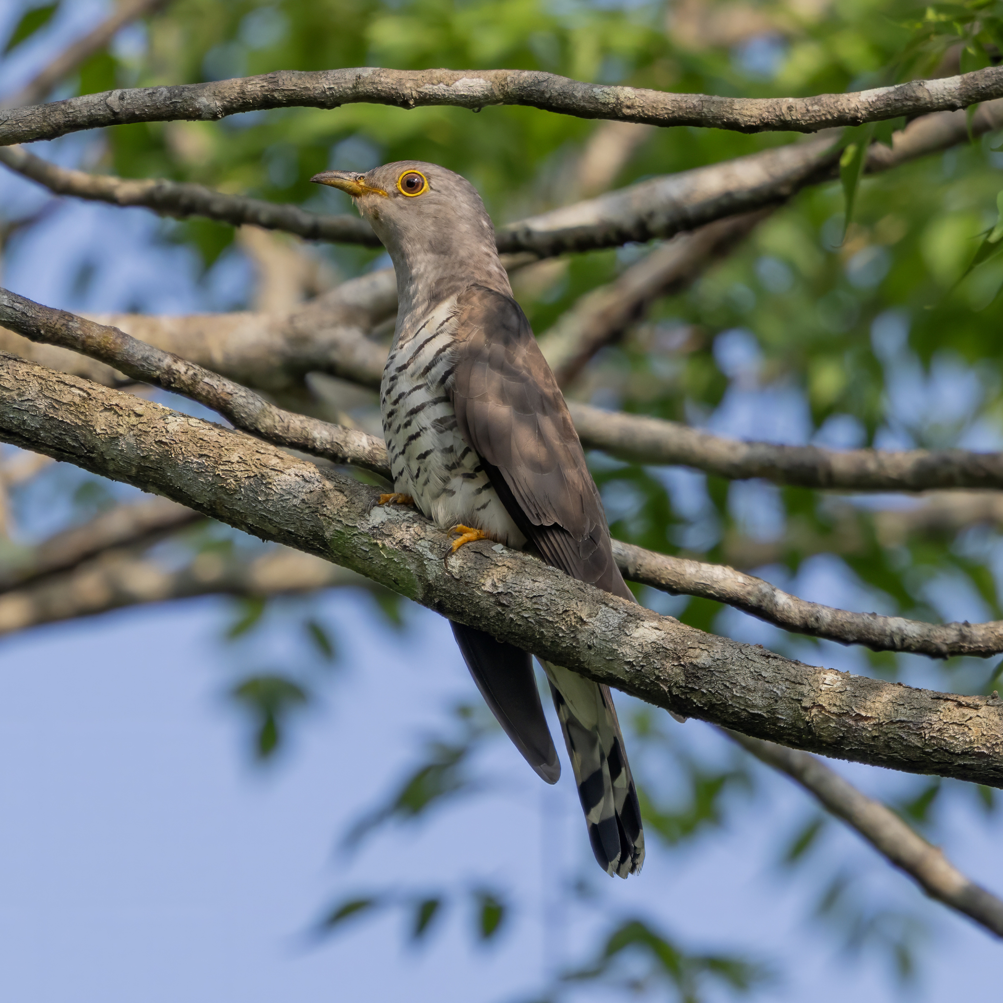Indian Cuckoo (Cuculus micropterus), photo 4