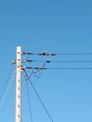 Streptopelia orientalis