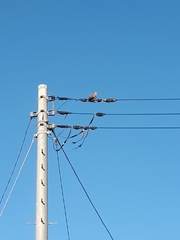 Streptopelia orientalis