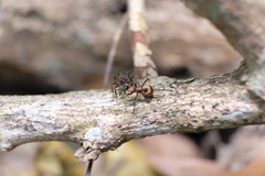 Polyrhachis bihamata