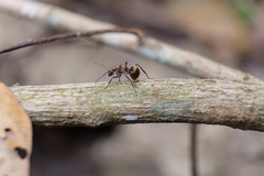 Polyrhachis bihamata