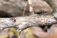 Polyrhachis bihamata
