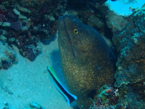 Gymnothorax flavimarginatus