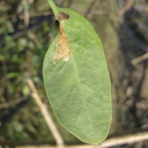 Potato Tuber Moth photo 2