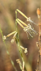 Silene frivaldskyana