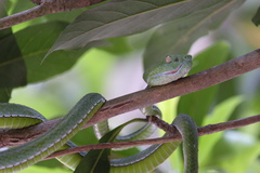 Trimeresurus vogeli