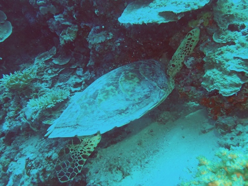 Eretmochelys imbricata
