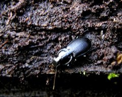 Pterostichus aethiops