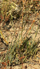 Silene frivaldskyana