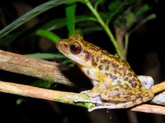 Pulchrana moellendorffi