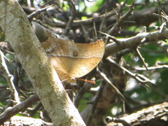 Charaxes varanes vologeses