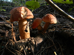 Leccinum vulpinum