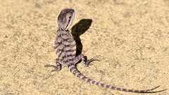Pogona minor