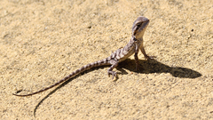 Pogona minor