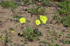 Papaver pulvinatum