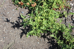 Solanum nitidibaccatum