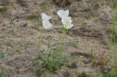 Papaver pulvinatum