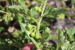 Solanum nitidibaccatum