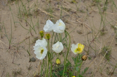 Papaver pulvinatum