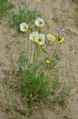 Papaver pulvinatum