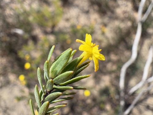 Yellow Capesaffron (Gnidia juniperifolia)