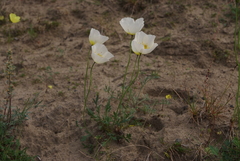 Papaver pulvinatum