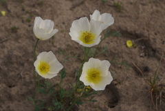 Papaver pulvinatum