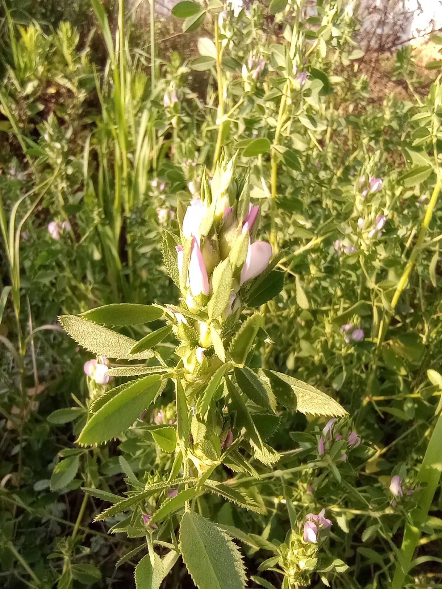 Pegamoscas