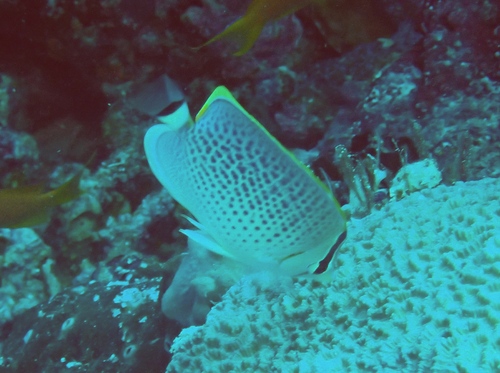Chaetodon guttatissimus