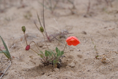 Papaver pulvinatum