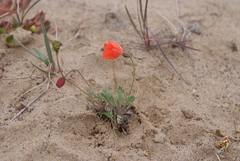 Papaver pulvinatum