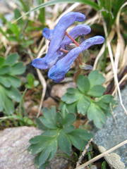 Corydalis pauciflora