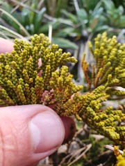 Veronica tetragona subsimilis