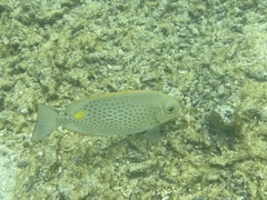Siganus guttatus