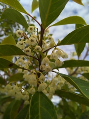 Elaeocarpus mastersii