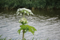 Heracleum mantegazzianum