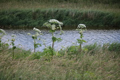 Heracleum mantegazzianum