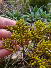 Veronica tetragona subsimilis