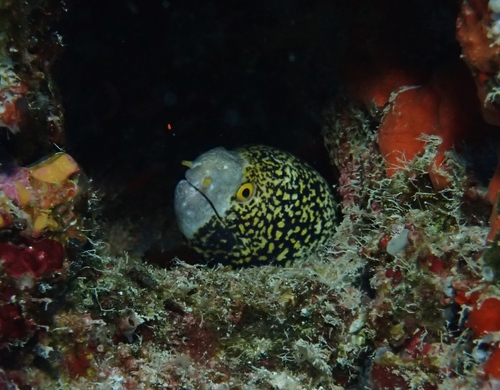 Echidna nebulosa