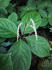 Chloranthus oldhamii