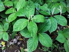 Chloranthus oldhamii
