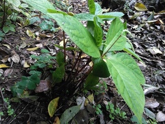 Chloranthus oldhamii